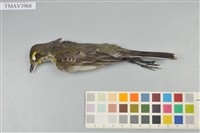 藏品(東方黃鶺鴒)的圖片